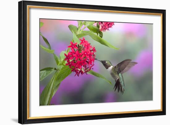 Ruby-Throated Hummingbird Male on Red Pentas, Marion County, Illinois-Richard and Susan Day-Framed Photographic Print