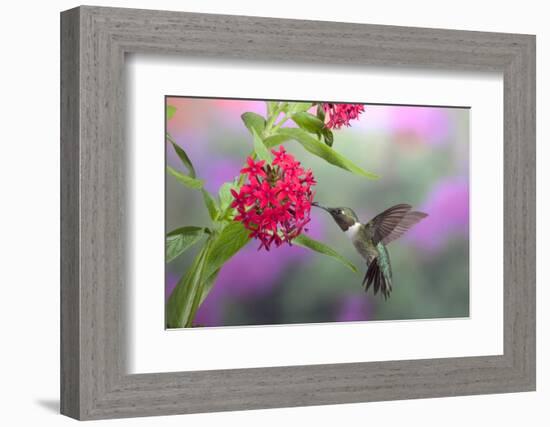 Ruby-Throated Hummingbird Male on Red Pentas, Marion County, Illinois-Richard and Susan Day-Framed Photographic Print
