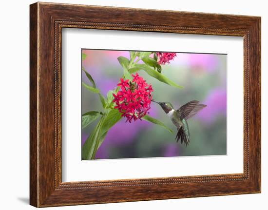 Ruby-Throated Hummingbird Male on Red Pentas, Marion County, Illinois-Richard and Susan Day-Framed Photographic Print