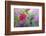 Ruby-Throated Hummingbird Male on Red Pentas, Marion County, Illinois-Richard and Susan Day-Framed Photographic Print