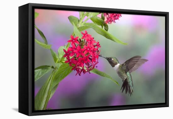 Ruby-Throated Hummingbird Male on Red Pentas, Marion County, Illinois-Richard and Susan Day-Framed Premier Image Canvas