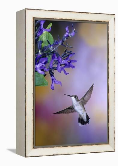 Ruby-Throated Hummingbird on Black and Blue Salvia, Illinois-Richard and Susan Day-Framed Premier Image Canvas