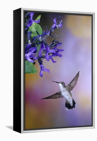 Ruby-Throated Hummingbird on Black and Blue Salvia, Illinois-Richard and Susan Day-Framed Premier Image Canvas