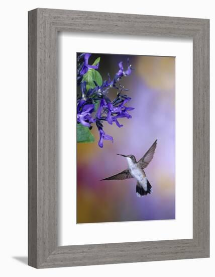 Ruby-Throated Hummingbird on Black and Blue Salvia, Illinois-Richard and Susan Day-Framed Photographic Print