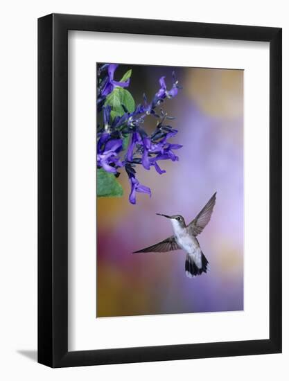 Ruby-Throated Hummingbird on Black and Blue Salvia, Illinois-Richard and Susan Day-Framed Photographic Print