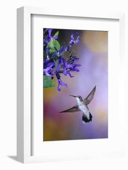 Ruby-Throated Hummingbird on Black and Blue Salvia, Illinois-Richard and Susan Day-Framed Photographic Print