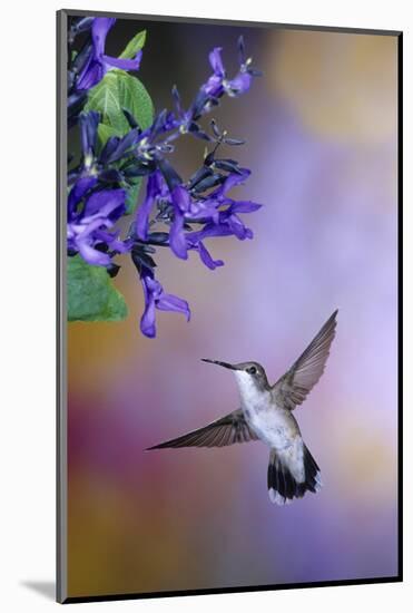 Ruby-Throated Hummingbird on Black and Blue Salvia, Illinois-Richard and Susan Day-Mounted Photographic Print