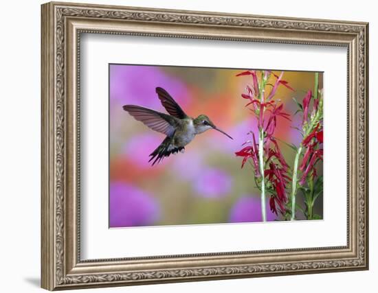 Ruby-Throated Hummingbird on Cardinal Flower, Marion County, Illinois-Richard and Susan Day-Framed Photographic Print