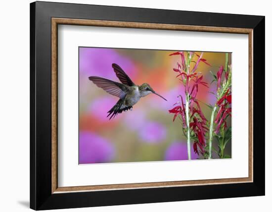 Ruby-Throated Hummingbird on Cardinal Flower, Marion County, Illinois-Richard and Susan Day-Framed Photographic Print