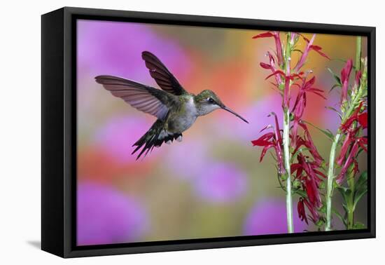 Ruby-Throated Hummingbird on Cardinal Flower, Marion County, Illinois-Richard and Susan Day-Framed Premier Image Canvas