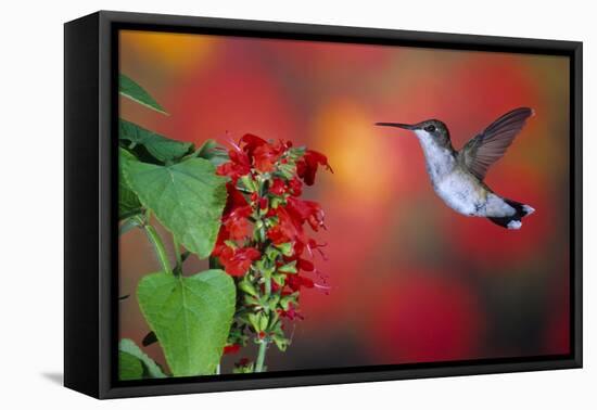 Ruby-Throated Hummingbird on Scarlet Sage Marion County, Illinois-Richard and Susan Day-Framed Premier Image Canvas