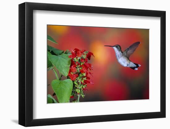 Ruby-Throated Hummingbird on Scarlet Sage Marion County, Illinois-Richard and Susan Day-Framed Photographic Print