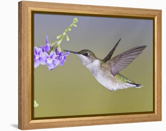 Ruby-Throated Hummingbird, Texas, USA-Larry Ditto-Framed Premier Image Canvas