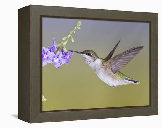 Ruby-Throated Hummingbird, Texas, USA-Larry Ditto-Framed Premier Image Canvas