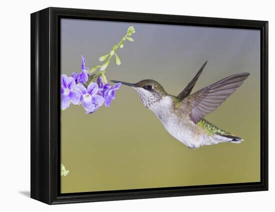 Ruby-Throated Hummingbird, Texas, USA-Larry Ditto-Framed Premier Image Canvas