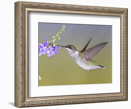 Ruby-Throated Hummingbird, Texas, USA-Larry Ditto-Framed Photographic Print