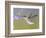 Ruby-Throated Hummingbird, Texas, USA-Larry Ditto-Framed Photographic Print