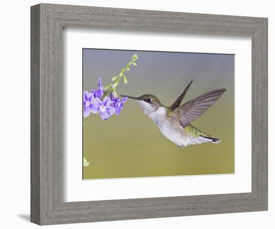 Ruby-Throated Hummingbird, Texas, USA-Larry Ditto-Framed Photographic Print