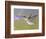 Ruby-Throated Hummingbird, Texas, USA-Larry Ditto-Framed Photographic Print