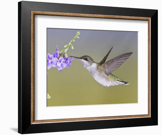 Ruby-Throated Hummingbird, Texas, USA-Larry Ditto-Framed Photographic Print