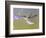 Ruby-Throated Hummingbird, Texas, USA-Larry Ditto-Framed Photographic Print