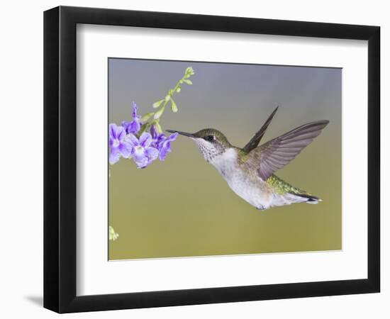 Ruby-Throated Hummingbird, Texas, USA-Larry Ditto-Framed Photographic Print