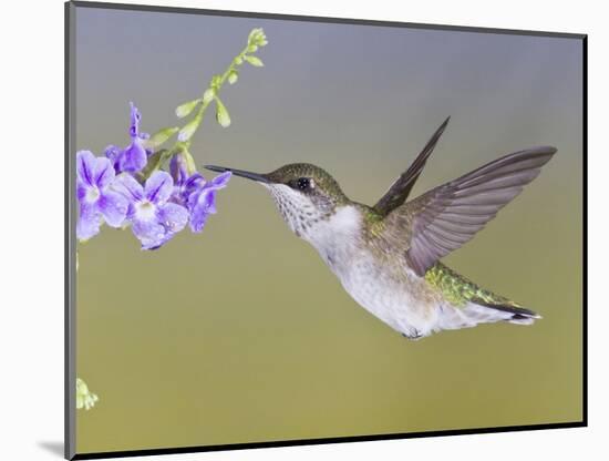 Ruby-Throated Hummingbird, Texas, USA-Larry Ditto-Mounted Photographic Print