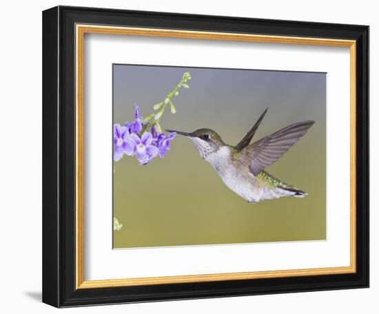 Ruby-Throated Hummingbird, Texas, USA-Larry Ditto-Framed Photographic Print