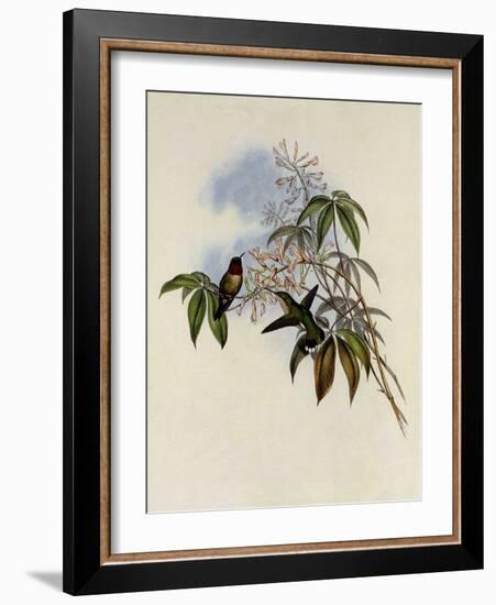 Ruby-Throated Hummingbird, Trochilus Colubris-John Gould-Framed Giclee Print