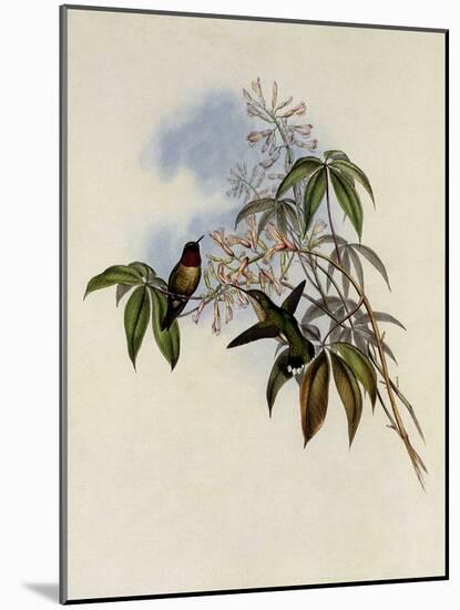 Ruby-Throated Hummingbird, Trochilus Colubris-John Gould-Mounted Giclee Print