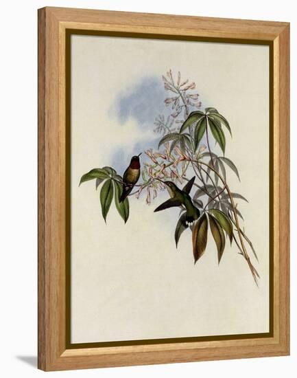 Ruby-Throated Hummingbird, Trochilus Colubris-John Gould-Framed Premier Image Canvas