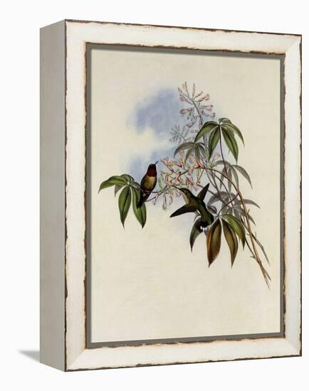 Ruby-Throated Hummingbird, Trochilus Colubris-John Gould-Framed Premier Image Canvas