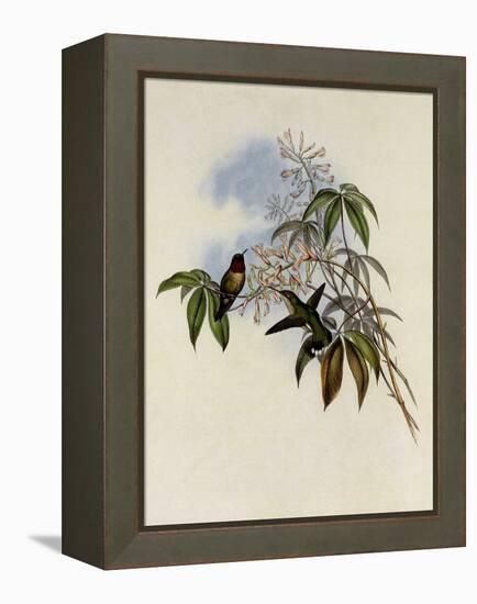 Ruby-Throated Hummingbird, Trochilus Colubris-John Gould-Framed Premier Image Canvas