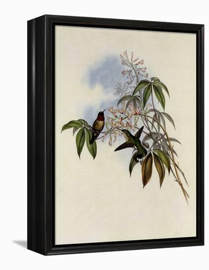 Ruby-Throated Hummingbird, Trochilus Colubris-John Gould-Framed Premier Image Canvas