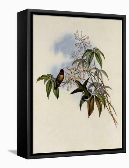 Ruby-Throated Hummingbird, Trochilus Colubris-John Gould-Framed Premier Image Canvas