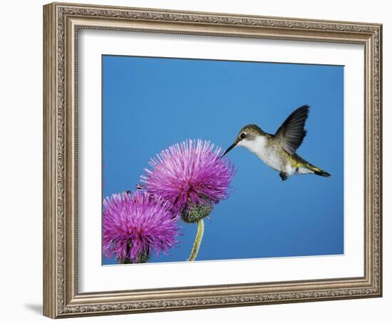Ruby-Throated Hummingbird, Welder Wildlife Refuge, Sinton, Texas, USA-Rolf Nussbaumer-Framed Photographic Print