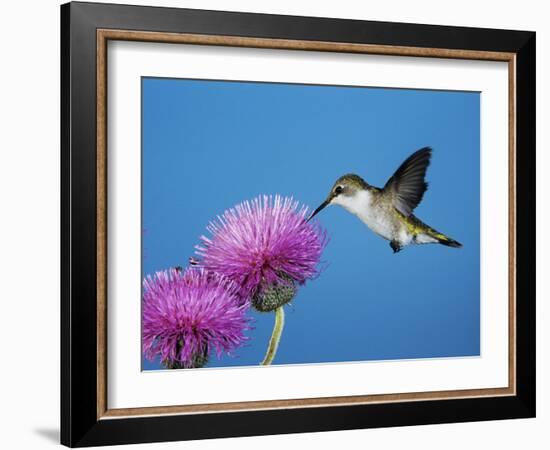 Ruby-Throated Hummingbird, Welder Wildlife Refuge, Sinton, Texas, USA-Rolf Nussbaumer-Framed Photographic Print