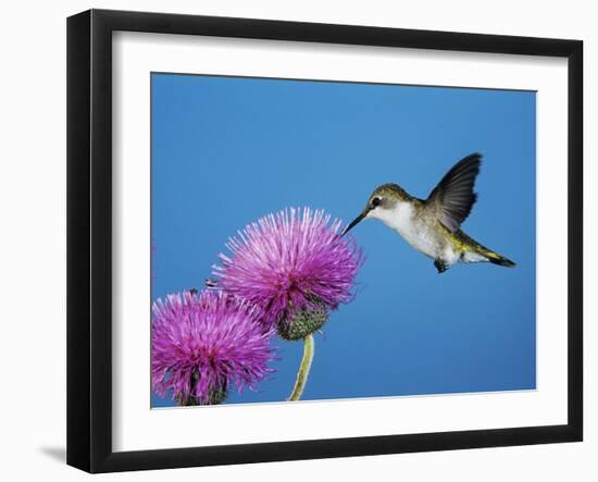 Ruby-Throated Hummingbird, Welder Wildlife Refuge, Sinton, Texas, USA-Rolf Nussbaumer-Framed Photographic Print