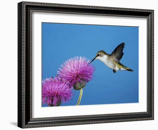 Ruby-Throated Hummingbird, Welder Wildlife Refuge, Sinton, Texas, USA-Rolf Nussbaumer-Framed Photographic Print