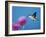 Ruby-Throated Hummingbird, Welder Wildlife Refuge, Sinton, Texas, USA-Rolf Nussbaumer-Framed Photographic Print