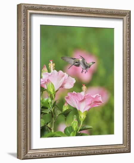 Ruby-throated Hummingbird young male in flight feeding, Hill Country, Texas, USA-Rolf Nussbaumer-Framed Photographic Print