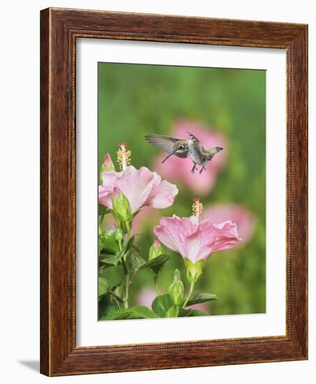 Ruby-throated Hummingbird young male in flight feeding, Hill Country, Texas, USA-Rolf Nussbaumer-Framed Photographic Print