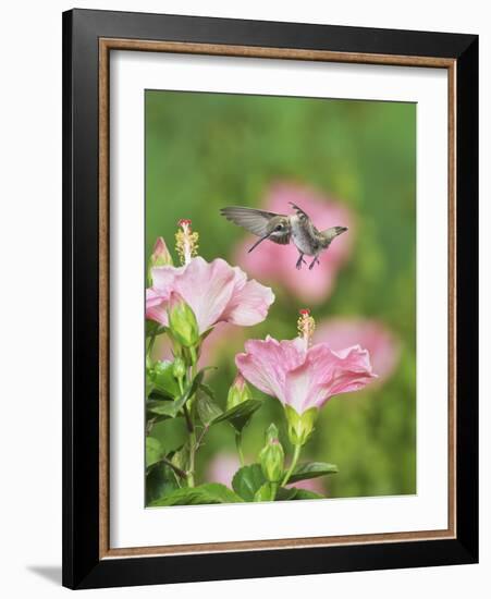 Ruby-throated Hummingbird young male in flight feeding, Hill Country, Texas, USA-Rolf Nussbaumer-Framed Photographic Print