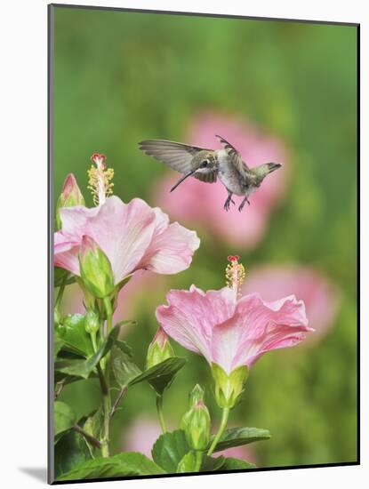 Ruby-throated Hummingbird young male in flight feeding, Hill Country, Texas, USA-Rolf Nussbaumer-Mounted Photographic Print