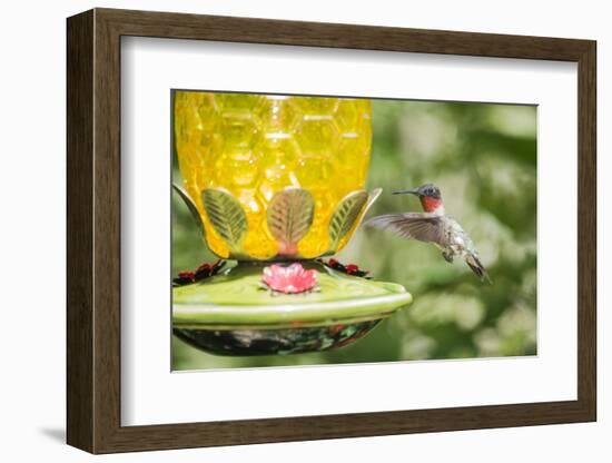 Ruby-Throated Hummingbird-Gary Carter-Framed Photographic Print