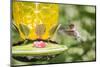Ruby-Throated Hummingbird-Gary Carter-Mounted Photographic Print