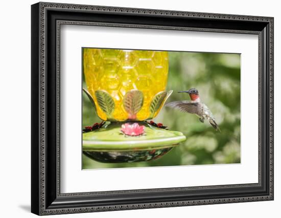 Ruby-Throated Hummingbird-Gary Carter-Framed Photographic Print