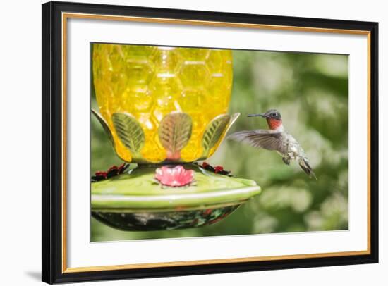 Ruby-Throated Hummingbird-Gary Carter-Framed Photographic Print