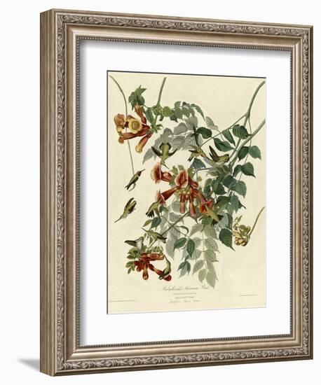 Ruby Throated Hummingbird-null-Framed Giclee Print