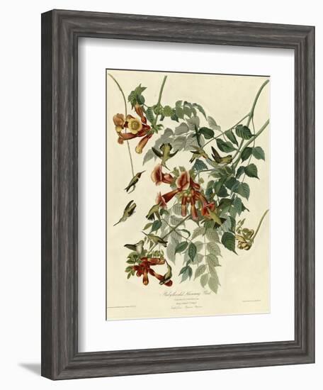 Ruby Throated Hummingbird-null-Framed Giclee Print